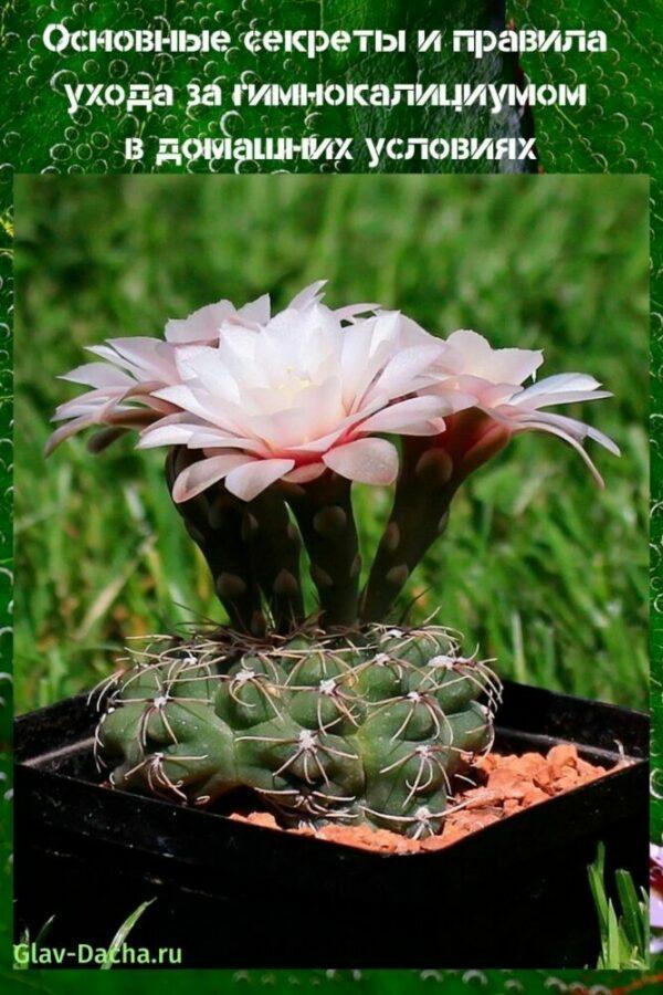 Cuidado de gymnocalycium en casa