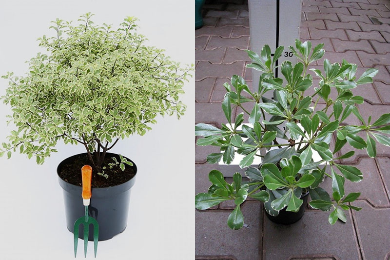 pittosporum à la maison