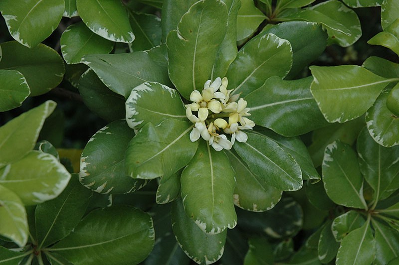 Pittosporum panaché