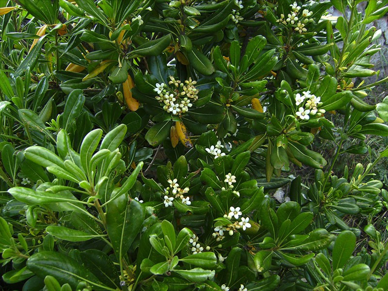 Pittosporum ordinario o Tobira