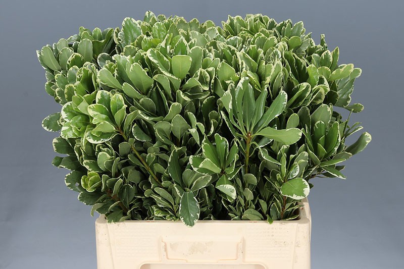 Pittosporum Ilan