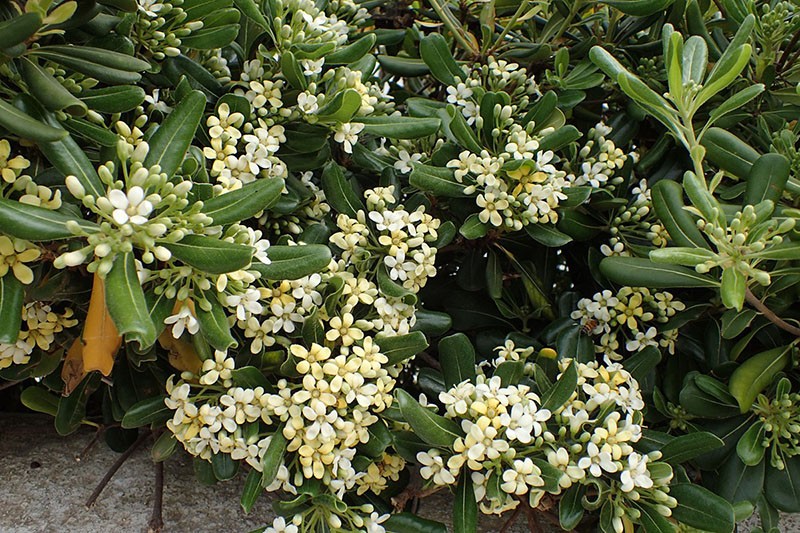 Floraciones de Pittosporum