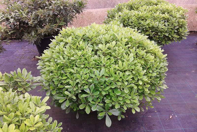 creciente pittosporum