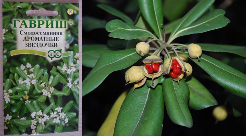 semillas de pittosporum