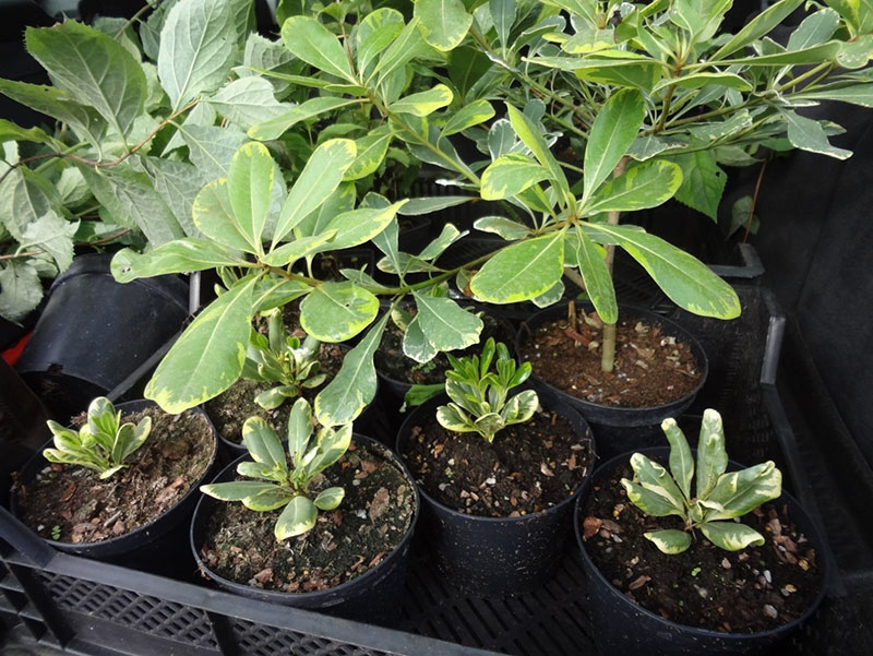 semis de pittosporum