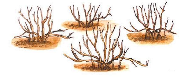 arbustos de grosella espinosa