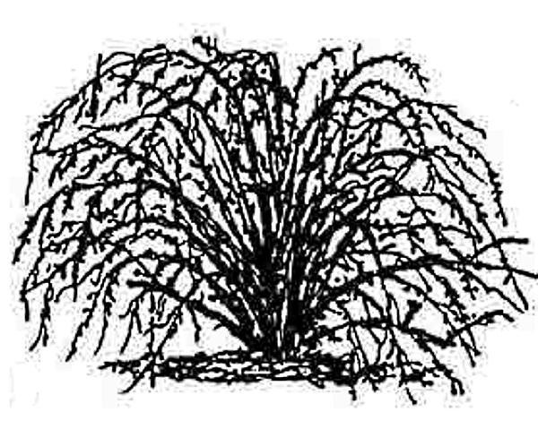 Arbusto de grosella espinosa perenne antes de podar