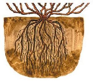 sistema de raíz de grosella espinosa