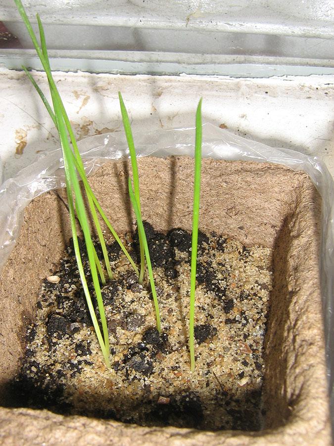 cultivo de plántulas de eremurus