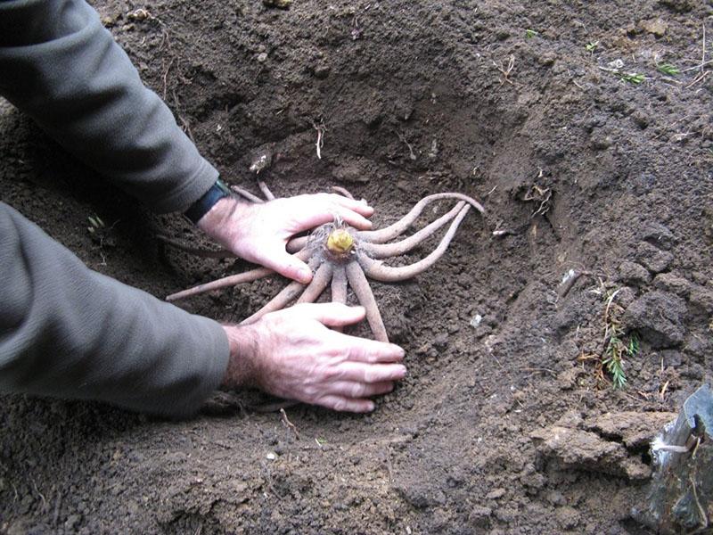 plantar un tubérculo eremurus