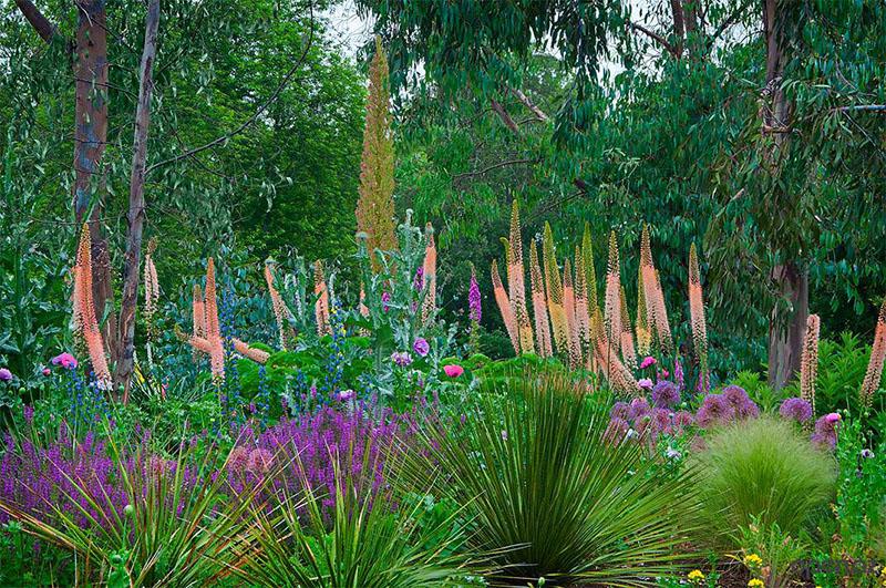 cuidado al aire libre para eremurus