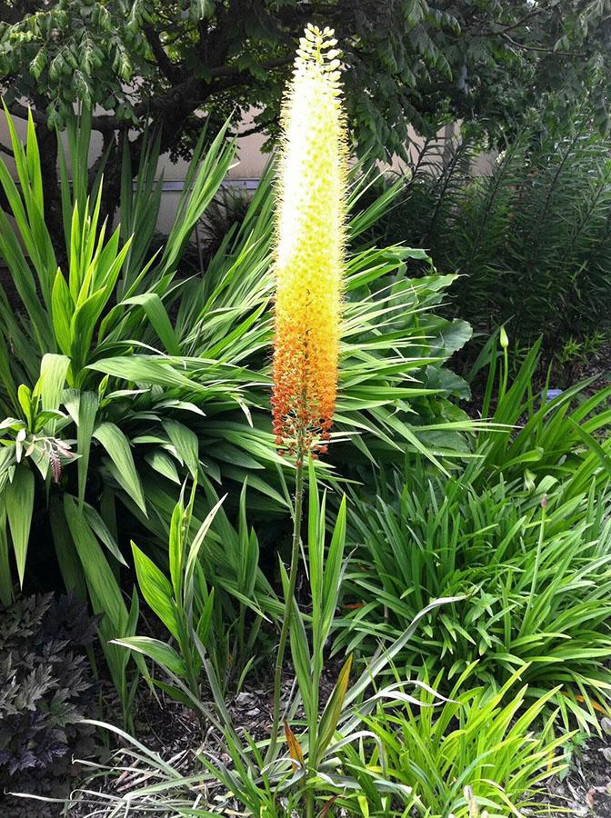 flores de eremurus