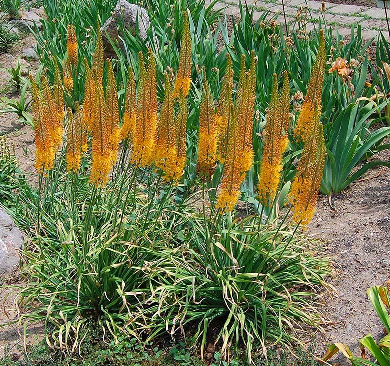 arbusto alto eremurus