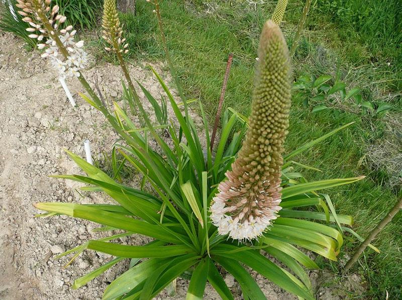 hojas de eremurus