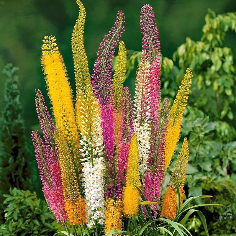 eremurus de larga floración
