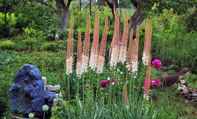 plantar eremurus y cuidar en campo abierto