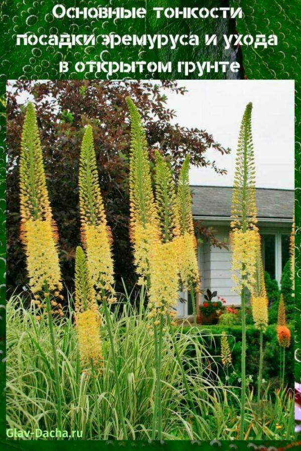 plantar eremurus y cuidar en campo abierto