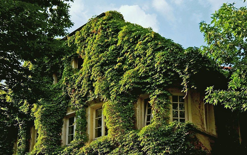 pince à bois sur le mur de la maison