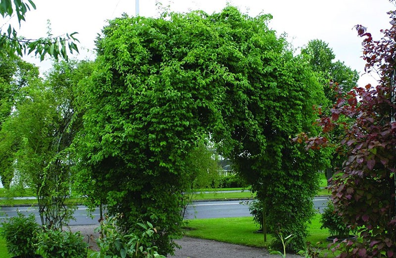 vigne vivace de la famille des euonymus