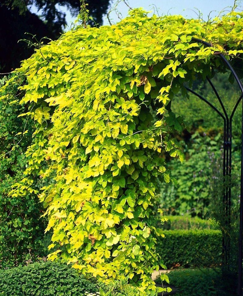 plantation et entretien des vers à bois