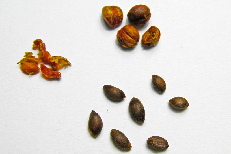 semillas de carcoma