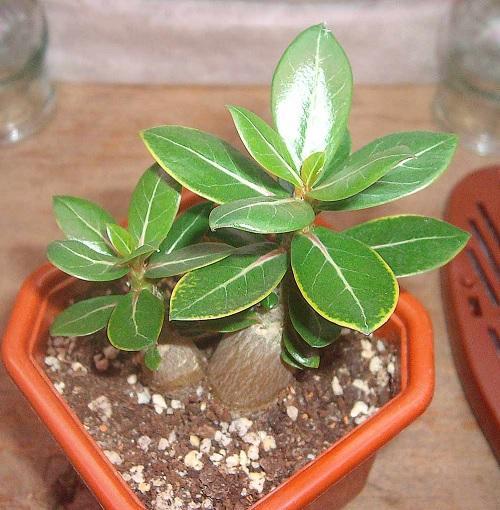 adenium