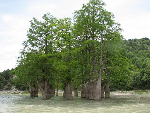 Ciprés de pantano