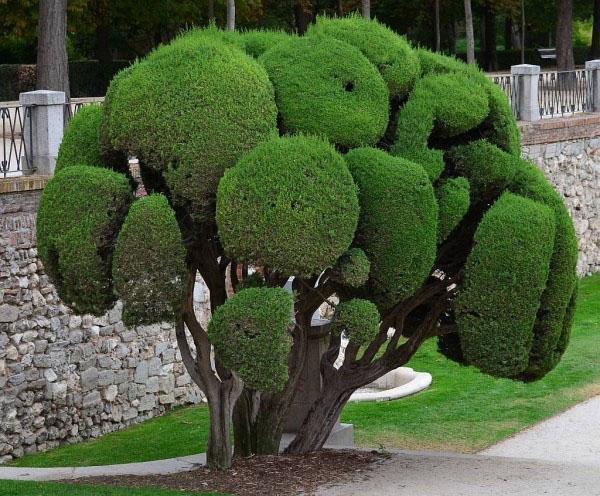 tipos y variedades de cipreses para el jardín.