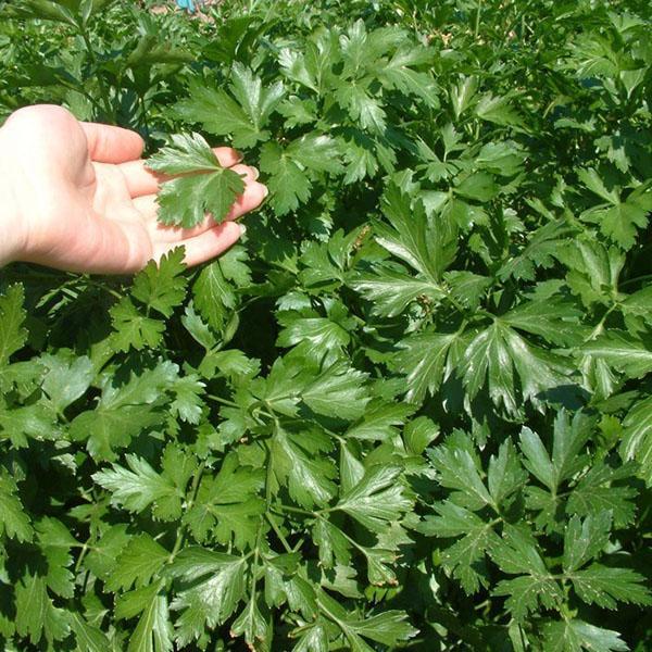 verduras fragantes