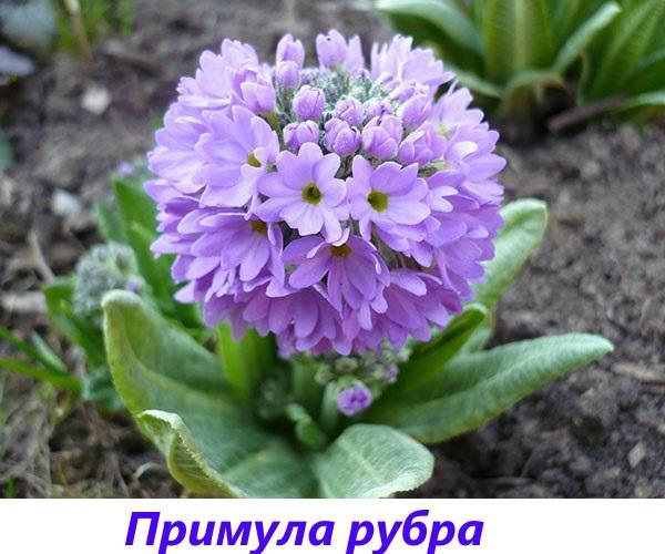 Primrose rubra