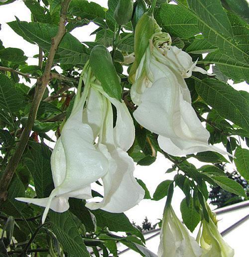 Brugmansia hybride Shredded White
