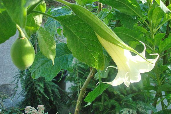 Fleur et fruit de l'arbre brugmansia