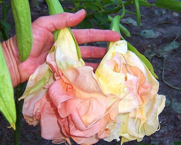 Terry brugmansia Ange en lambeaux