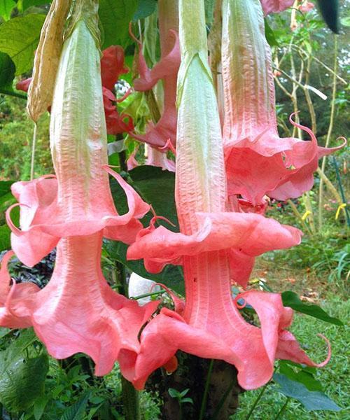 Brugmansia Double Pink Cream Pink Perfection avec deux rangées de pétales