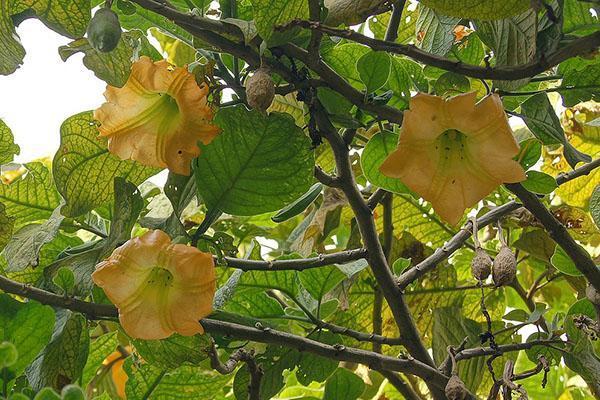 Flores y frutos de brugmansia dorada.