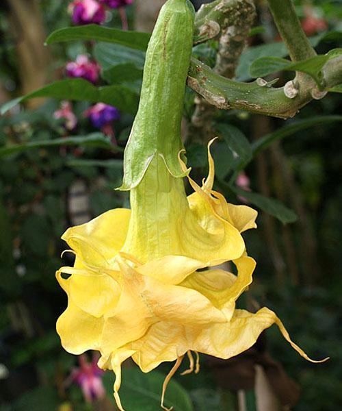 Photo de Terry Brugmansia Angels Golden Shower