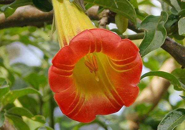 Brugmansia rouge sang