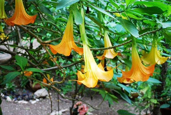 Brugmansia multicolore ou panaché