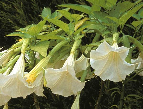 Brugmansia parfumé