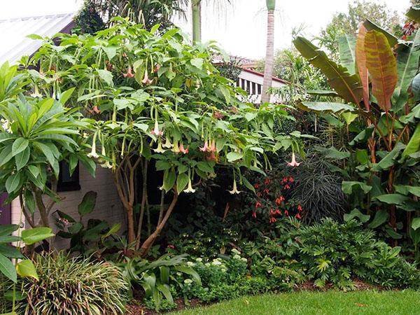 arbre brugmansia à l'extérieur