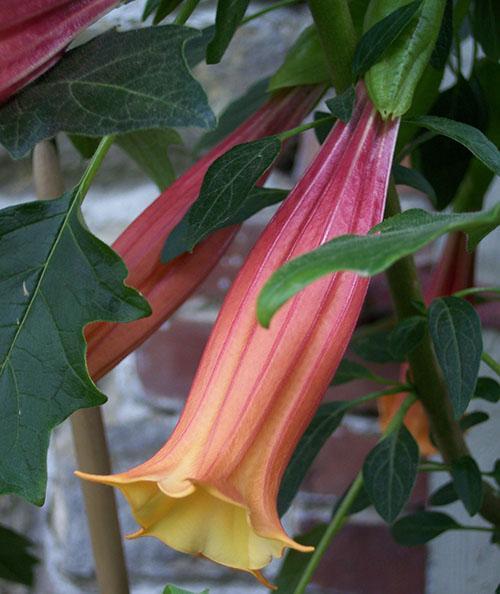 Brugmansia volcanique