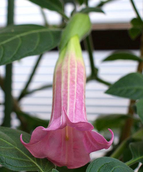 Lavande Dame Rose Brugmansia