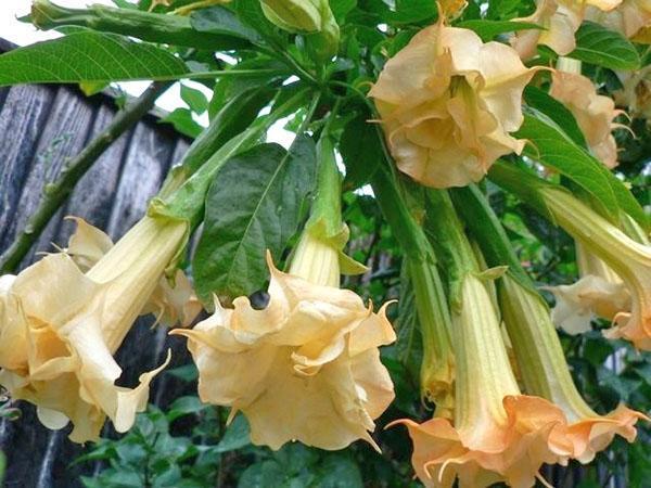 Photo de fleurs de brugmansia renoncule noisette