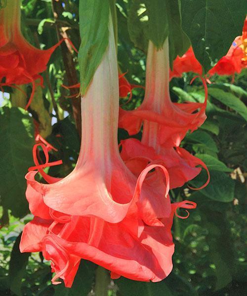 Variété Audrey Lea Brugmansia