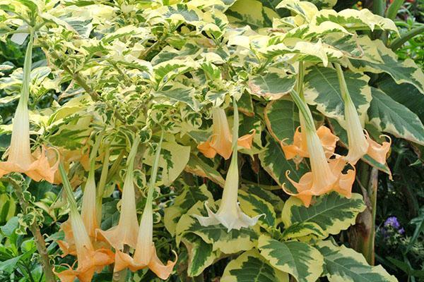 Banc de neige brugmansia panaché