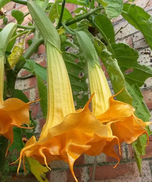 Jardin jaune Brugmansia Langenbuscher