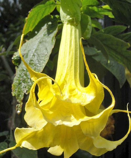 Brugmansia Zitronenprinzessin