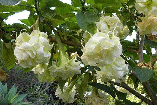 Brugmansia Adretta blanche