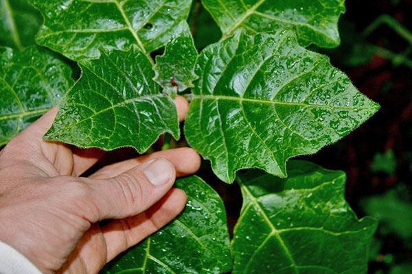 Jeunes feuilles d'une plante de l'espèce Brugmansia sanguinea