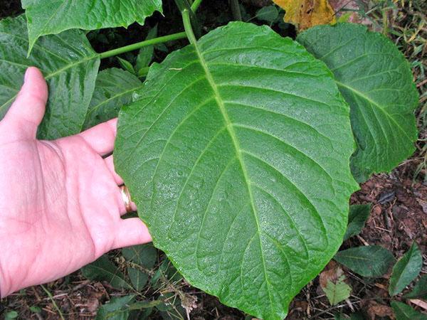 Grande feuille de brugmansia arborescente